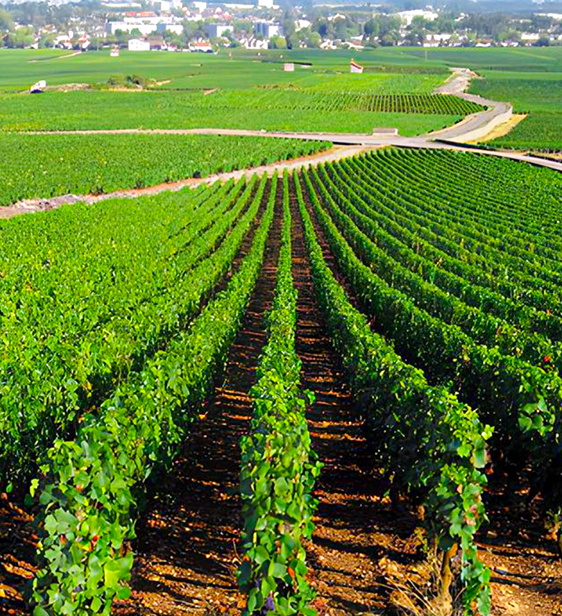Domaine des Clos 的故事始於 1995 年，當時年輕的 Grégoire Bichot出身在burgundy 知名的 Bichot 家族，並決定在 Nuits-Saint-Georges 的核心地帶創立屬於自己的酒莊。他並未選擇依循家族既有的道路，而是希望以更純粹、更貼近
土地的方式重新詮釋 Burgundy 的靈魂。於是，Domaine des Clos 誕生了。酒莊的葡萄園橫跨 Beaune、Nuits-Saint-Georges 與 Chablis，共計6公頃，而其中最古老的葡萄藤可追溯至 1926 年，彷彿保留著近一世紀的風土記憶。

當 Grégoire 接管這些葡萄園時，他的第一個決定便是捨棄所有化學性的農業方式。他拒絕使用殺蟲劑與除草劑，希望讓葡萄藤能在侏羅紀時期遺留下的泥灰質黏土與石灰岩上自然呼吸。他相信，唯有尊重土地本身的節奏，果實才能展現出 Pinot Noir 與 Chardonnay 最細緻的風味層次。於是，葡萄園逐步轉型為有機農法，並引入生物動力法，使每一株葡萄藤都能在自然平衡中成長。

每逢採收時節，Domaine des Clos 仍堅持以人工採摘與嚴格分揀，將葡萄置於小箱中運送，只為確保果實以完好姿態抵達酒莊。在酒窖裡，紅白酒皆遵循傳統工法：紅酒經去梗、浸皮與細緻橡木桶陳釀；白酒則以緩慢壓榨取汁，再於橡木桶與不鏽鋼槽中完成發酵。酒莊僅使用三分之一新桶，以避免木質過度干擾，保留 Côte d’Or 的風土原聲。

在 Grégoire 的理念下，Domaine des Clos 始終以真誠與細膩，講述著 burgundy土地的故事。