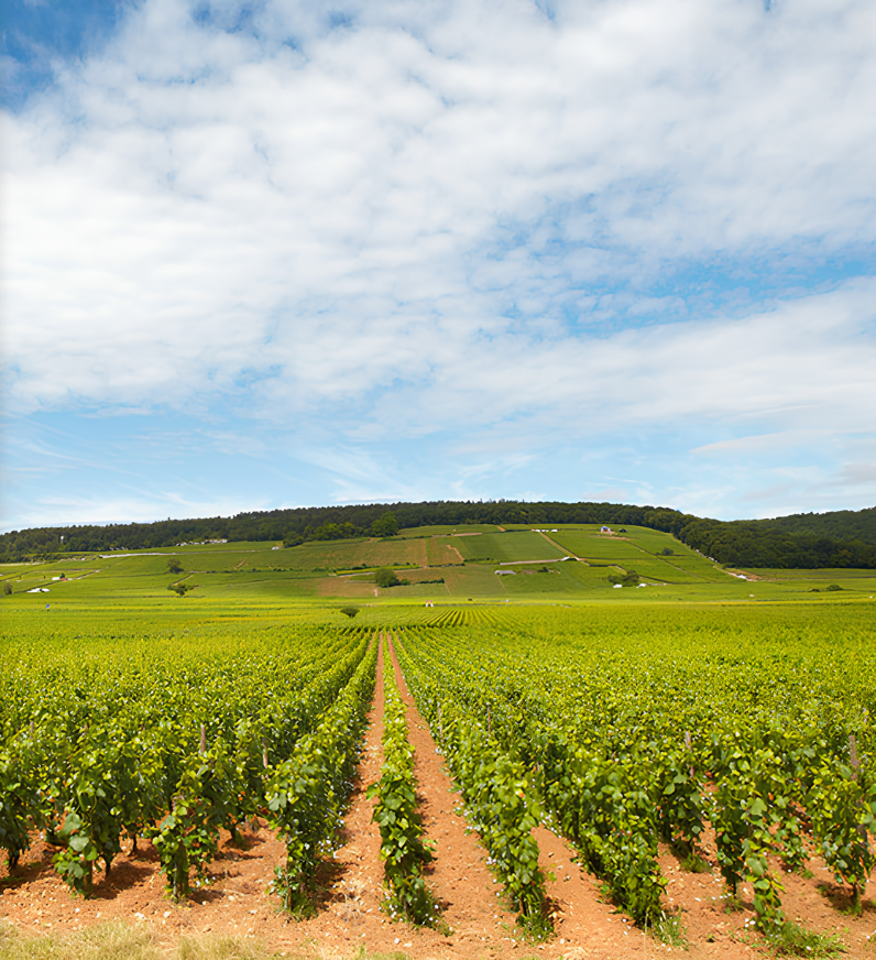 Domaine Michel Magnien 是一座承載深厚家族傳統的酒莊，其歷史與精神世代延續。1988 年，第四代繼承人 Michel Magnien 自父親 Bernard 手中正式接掌葡萄園。當時，家族仍將葡萄收成交由 Morey-Saint-Denis 的合作社釀製，但 Michel 與妻子 Dominique 心中始終懷抱打造自家酒莊的夢想。自 1967 年至 1991 年，兩人憑藉毅力與熱情陸續購入多塊珍貴地塊，親手耕作、細心照料，逐步建立起今日可見的壯麗版圖——包括 Clos de la Roche 與 Clos Saint-Denis 兩座特級園，以及多座位於 Morey-Saint-Denis 與 Gevrey-Chambertin 的一級園。

1993 年，Michel 將酒莊託付給兒子 Frédéric Magnien，為家族開啟全新篇章。Frédéric 將全心投入於提升酒款品質，並說服父親將全部收成改為自家裝瓶，奠定品牌獨立而鮮明的風格。1998 年，酒莊推出以三位家族成員首字母——Dominique、Michel、Frédéric——組成的標籤設計，象徵家族緊密的合作與共同願景；標籤並於2007 與 2015 年分別更新，使其視覺識別更加現代化。1999 年，美國權威酒評家 Robert Parker 將酒莊列為「Excellent」卓越酒莊，讓其名聲一躍國際。

自 2008 年起，酒莊全面導入有機栽培，並通過 Ecocert 認證，以純淨、無雜質的葡萄生產高品質酒款。經多年的努力與堅持，酒莊於 2015 年取得歐盟最嚴格、需年年審核的 Demeter 生物動力認證。從採收、發酵到陳釀，每一步皆遵循月亮週期進行，完全遵守生物動力農法的核心原則，讓葡萄藤與自然保持最和諧的節奏。

2015 年之後，Frédéric 為更精準呈現風土、保留更多新鮮果味與地塊細微之處，開始導入 陶甕（Terracotta Jars） 作為釀造媒介，使酒風更純淨透明。此革新受到法國專業葡萄酒期刊 La Revue du Vin de France 高度肯定，盛讚酒莊「取得了重大進步與輝煌成果」，再次奠定其在 Burgundy 的卓越地位。